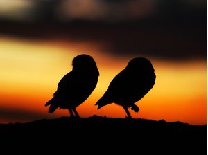 CORUJAS AO PÔR DO SOL