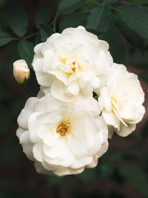 ROSAS BRANCAS I