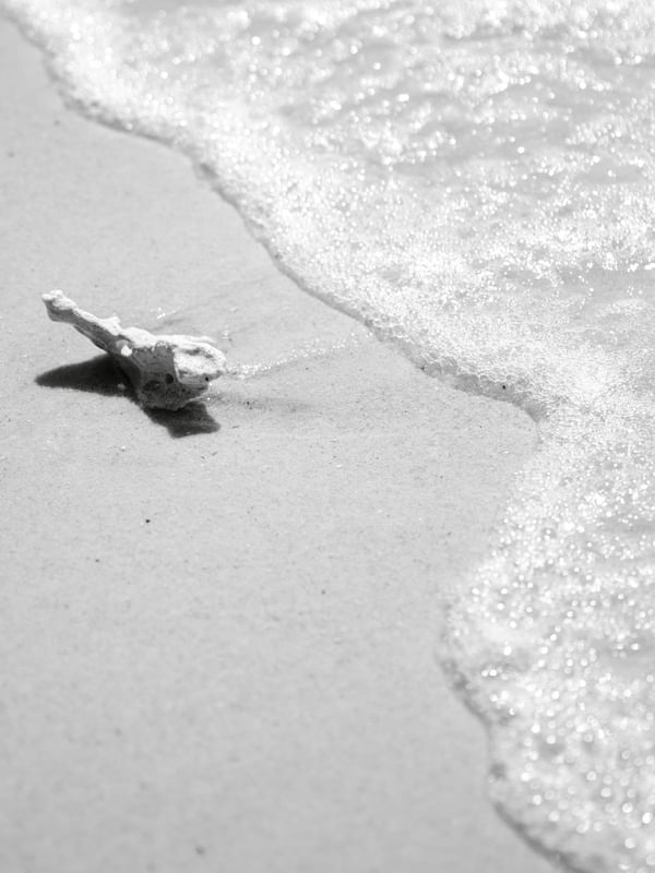 FRESH N SHELL 13