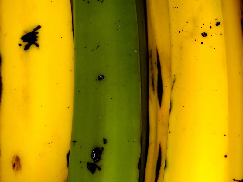 BANANA VERDE