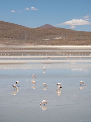 FLAMINGOS EM LAGO NOS ANDES