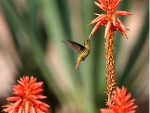 BEIJA-FLOR-DOURADO NA FLOR DE BABOSA
