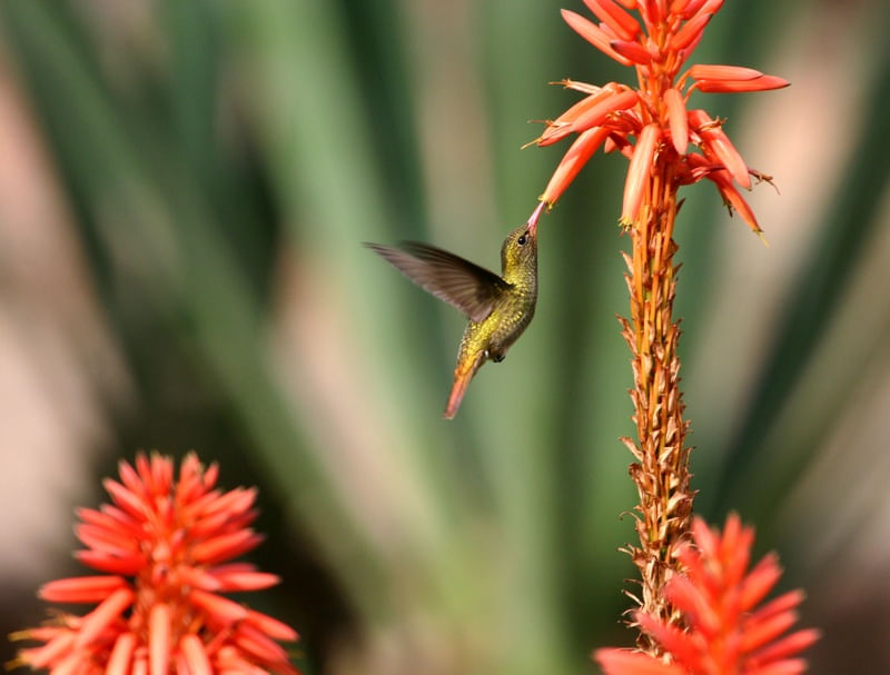 BEIJA-FLOR-DOURADO NA FLOR DE BABOSA