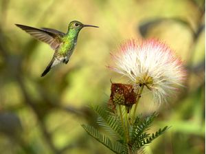 BEIJA-FLOR NA CALIANDRA BRANCA