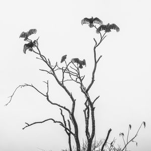 VULTURES PART III