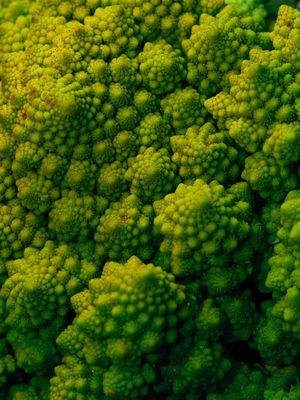 FRACTAL NATURAL