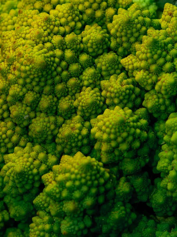 FRACTAL NATURAL