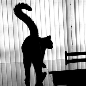 O GATO NO ESCRITÓRIO
