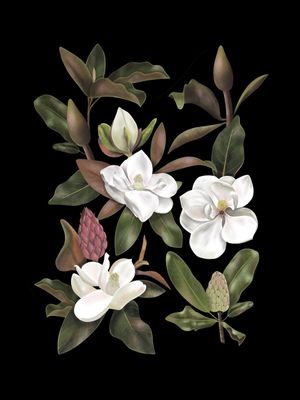 MAGNOLIAS FLOWERS BLACK