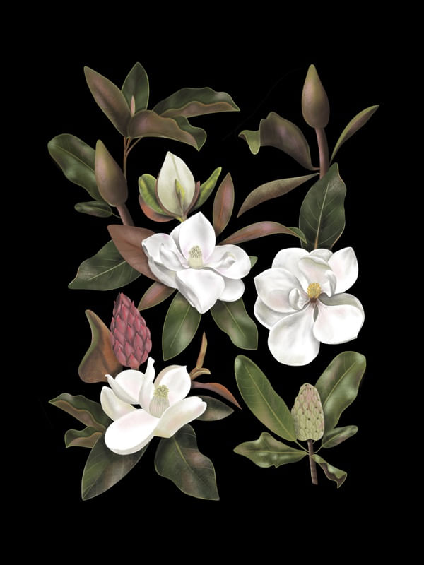 MAGNOLIAS FLOWERS BLACK