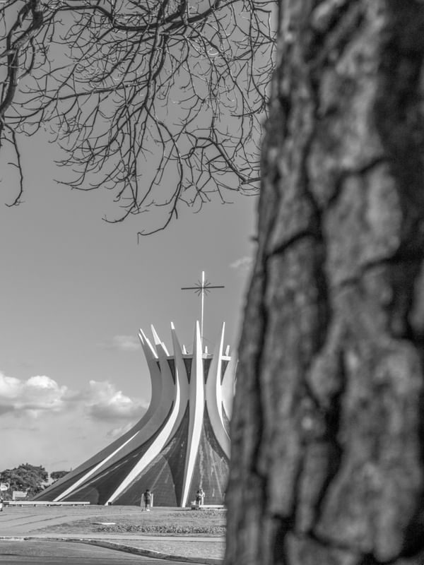 ÁRVORE E A CATEDRAL