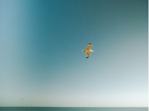 BIRDFLY