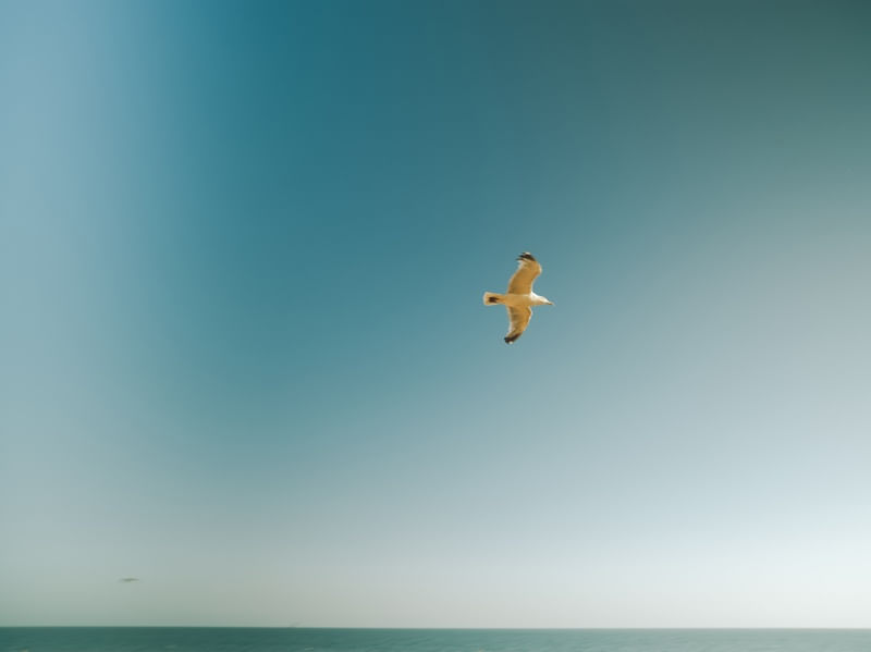 BIRDFLY
