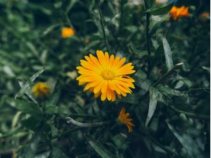 UNIC FLOWER