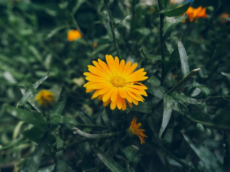 UNIC FLOWER
