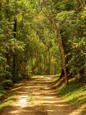 FLORESTA VERDE