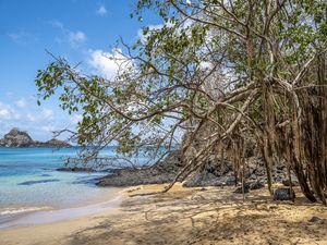 ÁRVORE NA PRAIA DO SANCHO - FERNANDO DE NORONHA