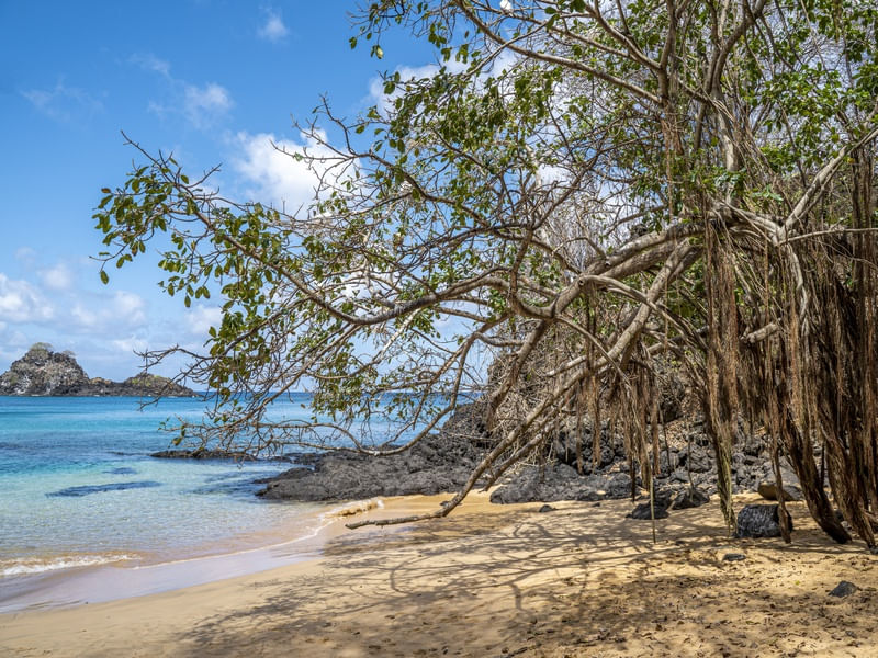 ÁRVORE NA PRAIA DO SANCHO - FERNANDO DE NORONHA