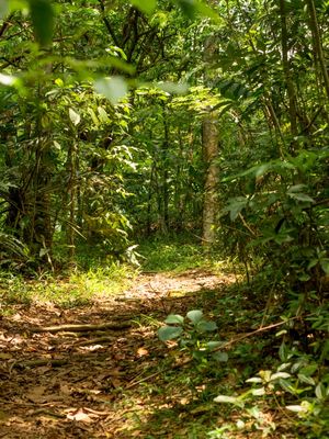 FLORESTA VERDE 2