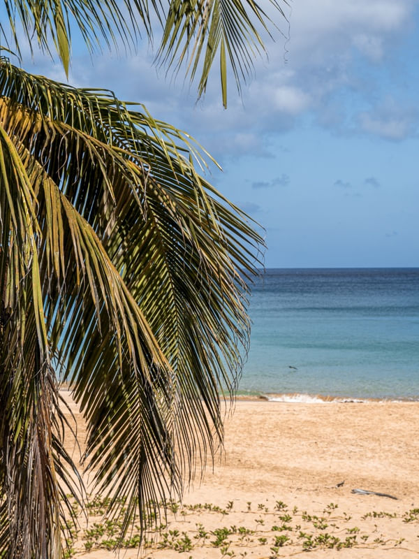 COQUEIRO E MAR AZUL