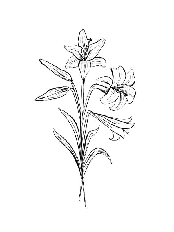 LILIUM MINIMALIST FLOWER BLACK AND WHITE
