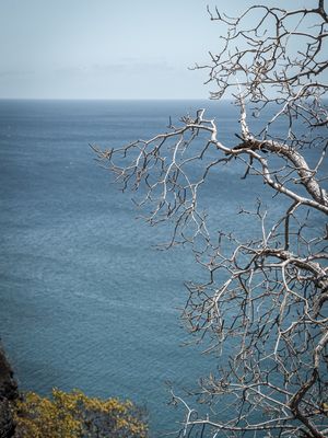 GALHOS SECOS CONTRASTANDO COM O MAR AZUL DE FERNANDO DE NORONHA