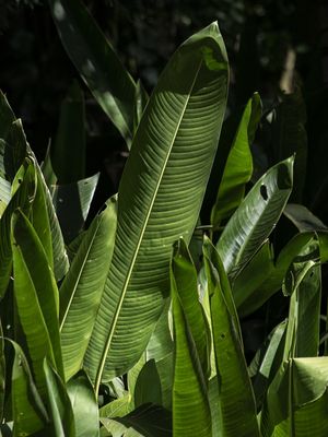 BOTÂNICO - BANANEIRAS