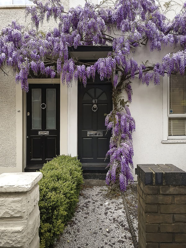 WYSTERIA 67