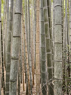 COLEÇÃO KYOTO - FLORESTA DE BAMBU II