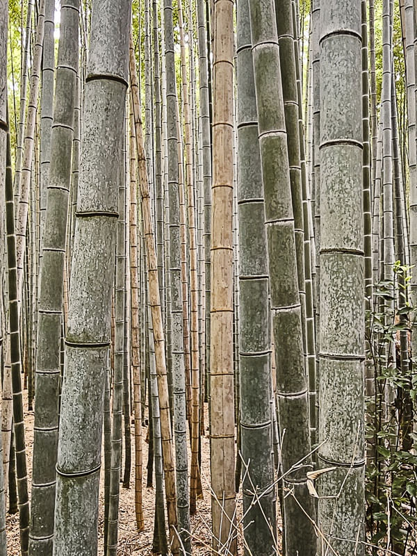 COLEÇÃO KYOTO - FLORESTA DE BAMBU II