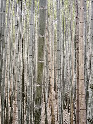COLEÇÃO KYOTO - FLORESTA DE BAMBU III