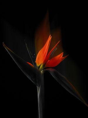 FLOR EM MOVIMENTO