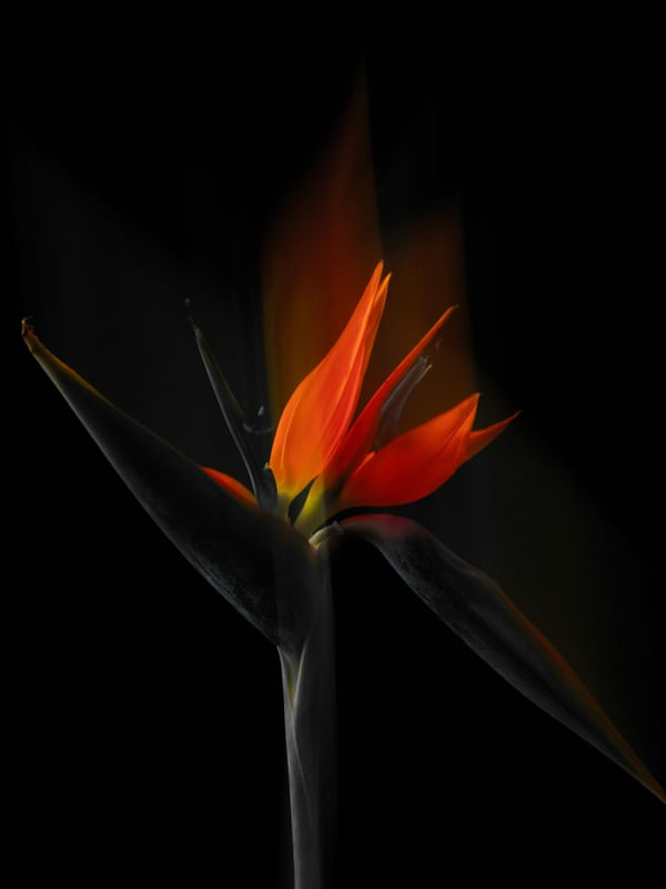FLOR EM MOVIMENTO