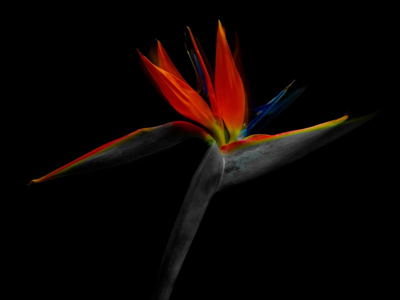 STRELITZIA FOTOGRAFIA