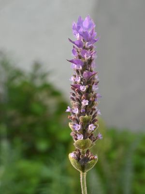 LAVANDA E ALFAZEMA