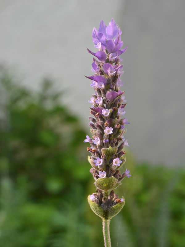 LAVANDA E ALFAZEMA