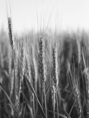 TRIGO NO CAMPO - DETALHE PB