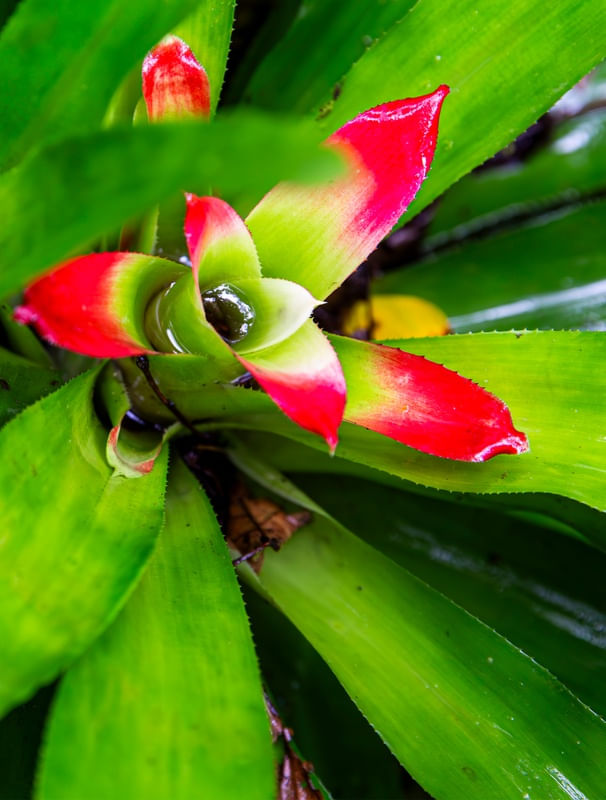 A BROMÉLIA