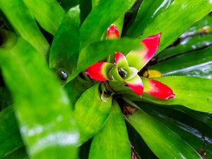 A BROMÉLIA NA NATUREZA