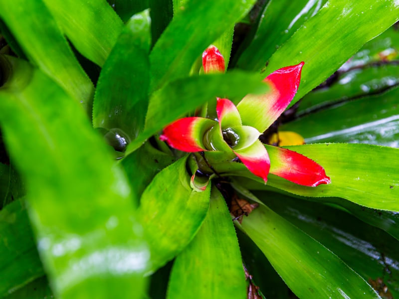 A BROMÉLIA NA NATUREZA