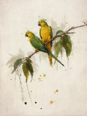 ECO DE PASSAROS 7