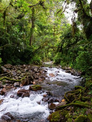 O RIO NA MATA ATLÂNTICA