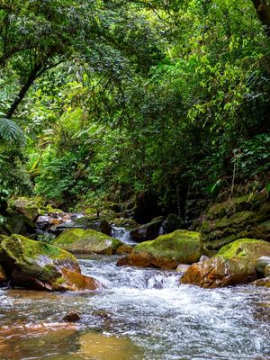 RIO E PEDRAS NA MATA ATLÂNTICA