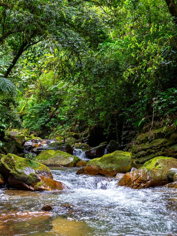 RIO E PEDRAS NA MATA ATLÂNTICA