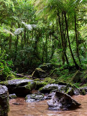 RIO PEDRAS E PALMAS