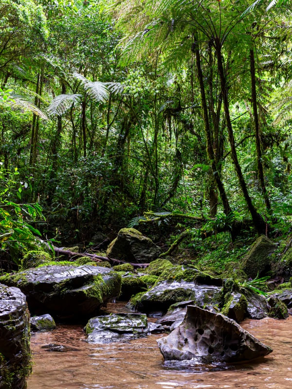 RIO PEDRAS E PALMAS