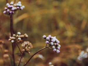 FLORES SILVESTRES POR ELIANE STOCKER