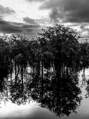 AMAZÔNIA REFLETIDA