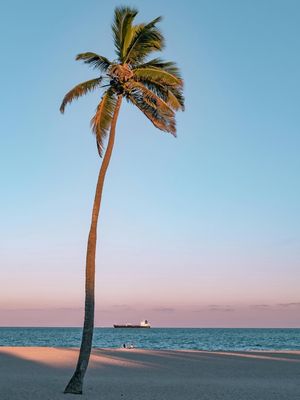 COQUEIRO ROSA NA PRAIA