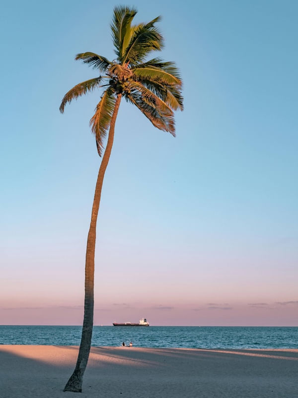COQUEIRO ROSA NA PRAIA